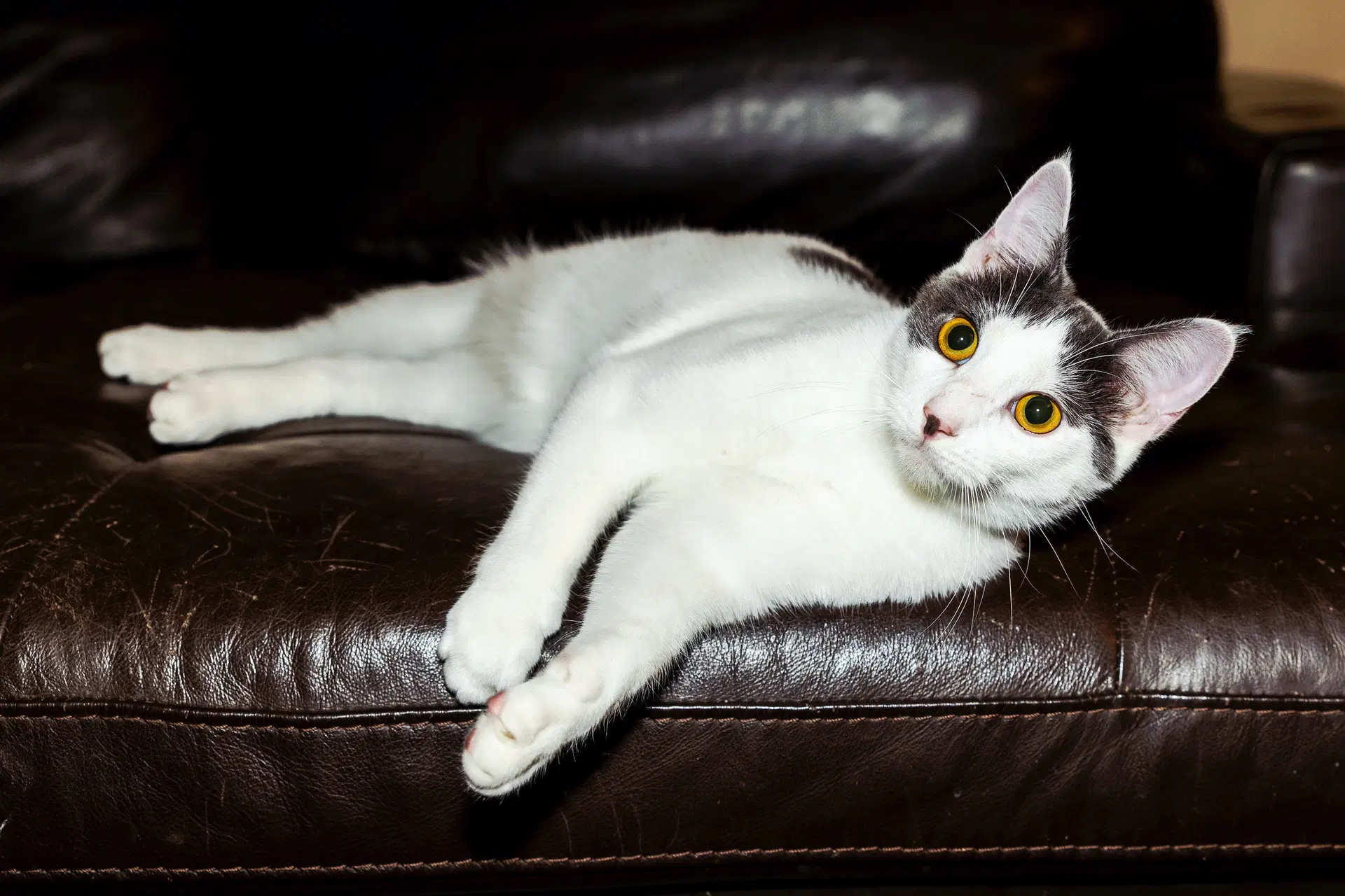 Kitten Gaston image 4