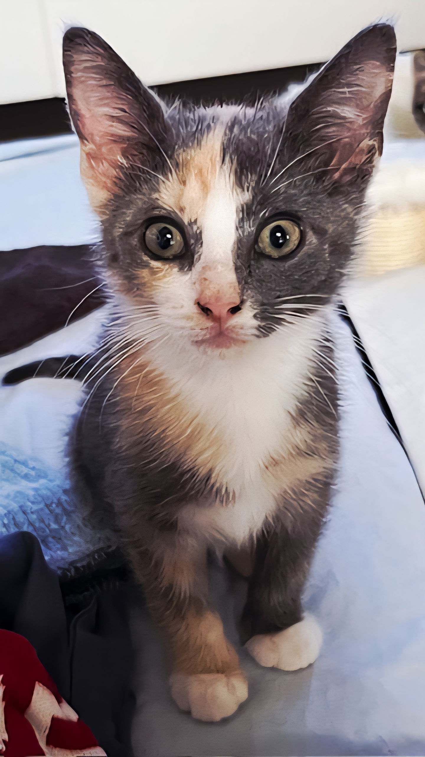adoptable Cat in Sussex, NJ named KITTEN SHANIA