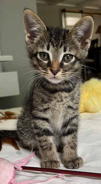 adoptable Cat in Sussex, NJ named KITTEN THEO
