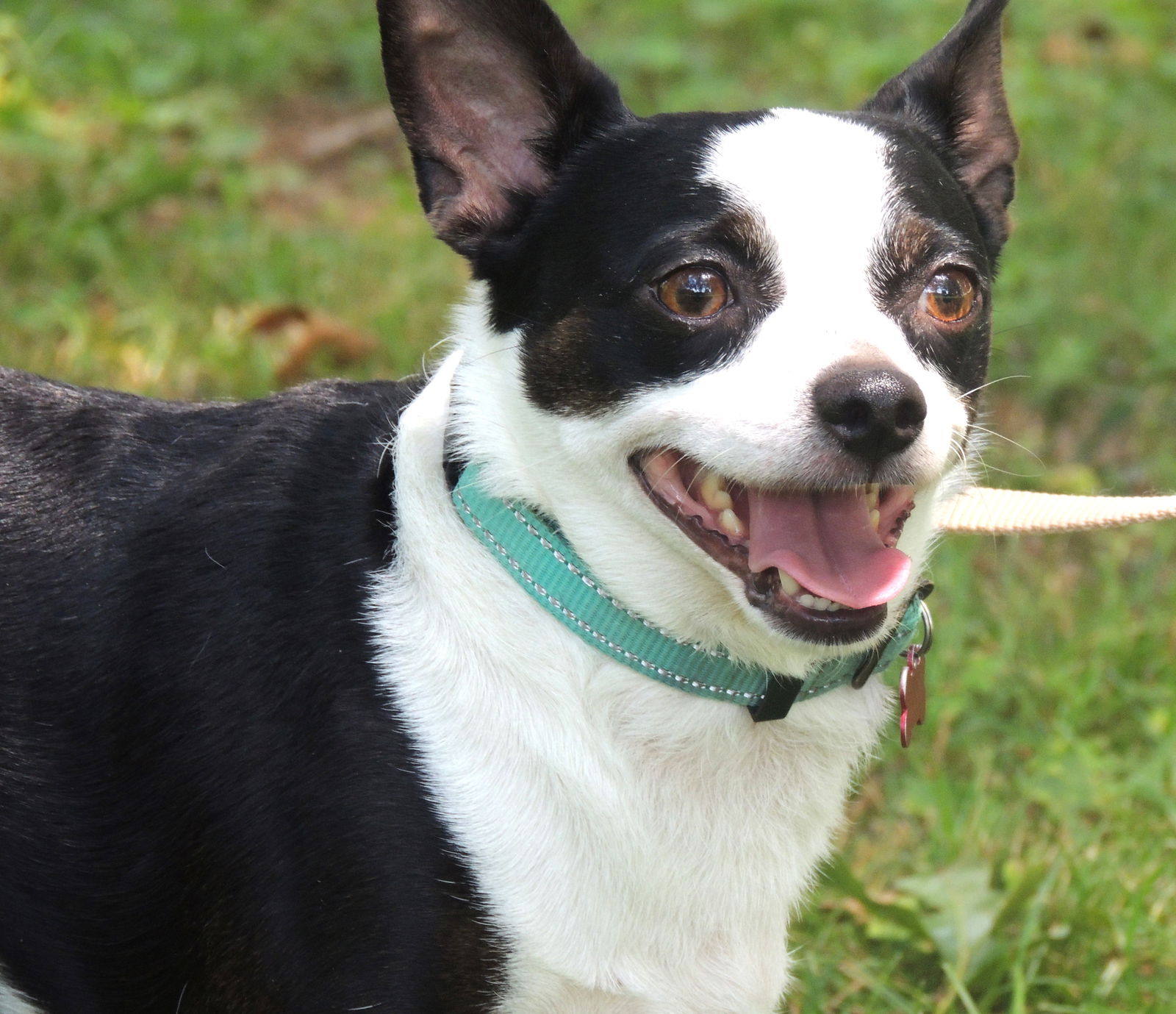 adoptable Dog in Sussex, NJ named LUCKY LOUIE