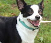 adoptable Dog in sussex, NJ named LUCKY LOUIE