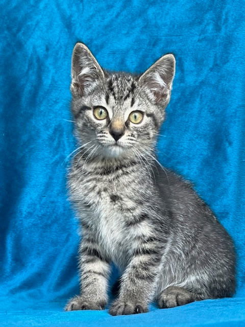 adoptable Cat in Sussex, NJ named KITTEN NOAH