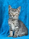 adoptable Cat in sussex, NJ named KITTEN NOAH