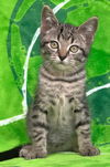 adoptable Cat in sussex, NJ named KITTEN JAQ JAQ