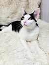 adoptable Cat in sussex, NJ named ROCKY