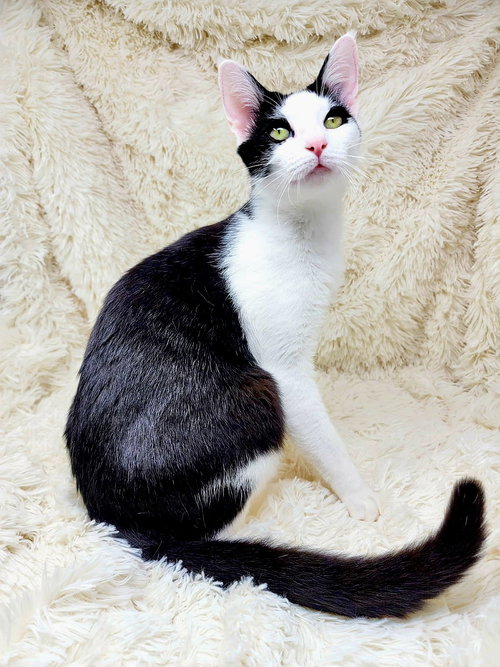 ROCKY - Domestic Short Hair available for adoption