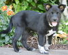 adoptable Dog in sussex, NJ named PUPPY OPRAH