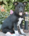 adoptable Dog in Sussex, NJ named PUPPY OPRAH