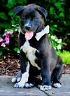 adoptable Dog in sussex, NJ named PUPPY STEDMAN