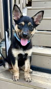 adoptable Dog in sussex, NJ named PUPPY ORION