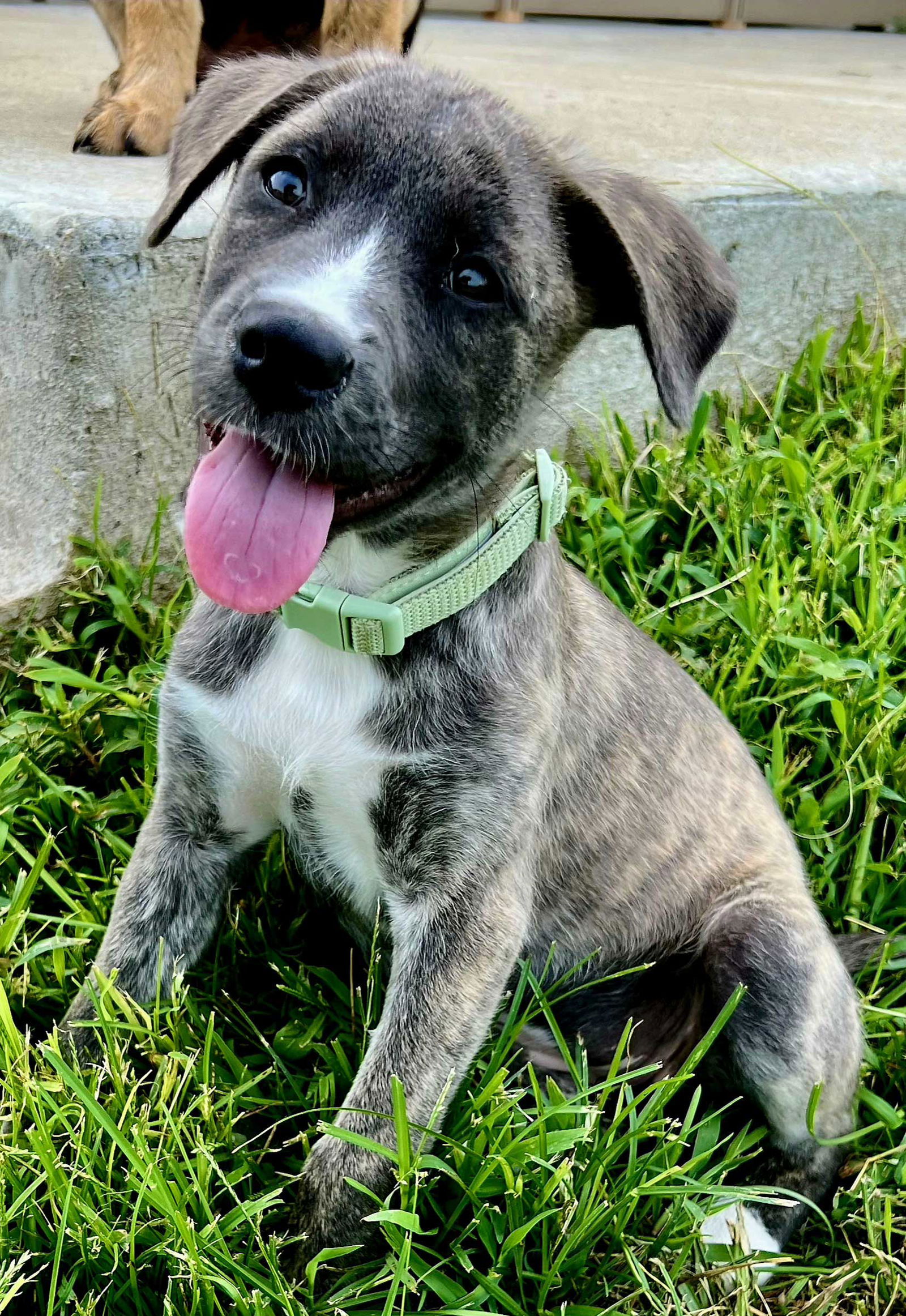 adoptable Dog in Sussex, NJ named PUPPY AURORA