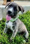 adoptable Dog in sussex, NJ named PUPPY AURORA