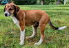 adoptable Dog in sussex, NJ named PUPPY RAYLIN