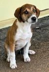 adoptable Dog in Sussex, NJ named PUPPY RAYLIN