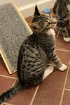 KITTEN DOTTIE - Photo 3