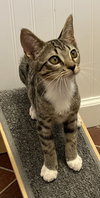 KITTEN DOTTIE - Photo 4