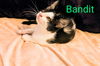 adoptable Cat in Sussex, NJ named KITTEN BANDIT