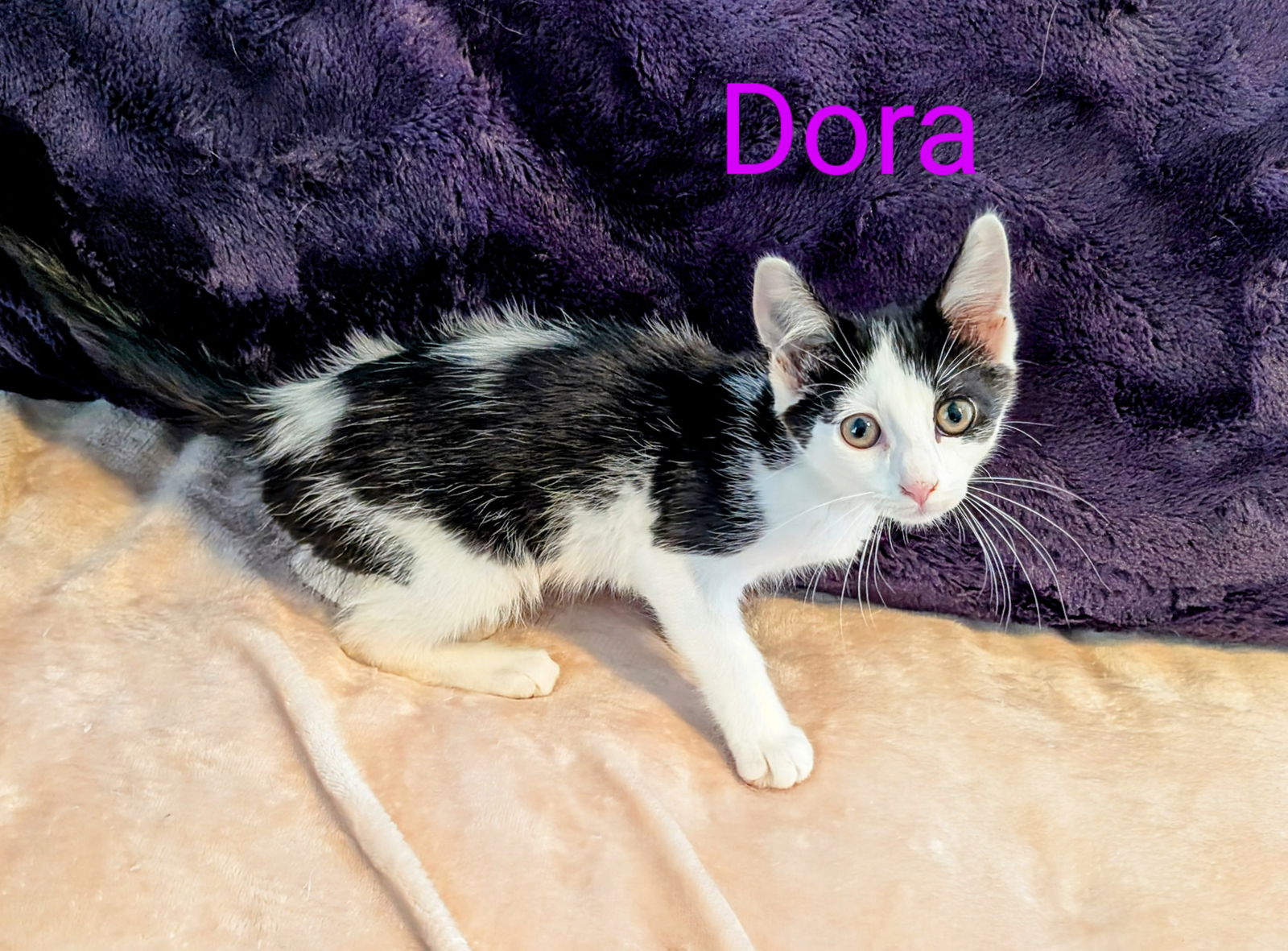 adoptable Cat in Sussex, NJ named KITTEN DORA