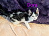 adoptable Cat in  named KITTEN DORA