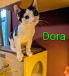 KITTEN DARLING DORA - Photo 1