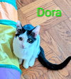 KITTEN DARLING DORA - Photo 2