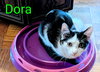 KITTEN DARLING DORA - Photo 3