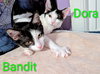 KITTEN DARLING DORA - Photo 4