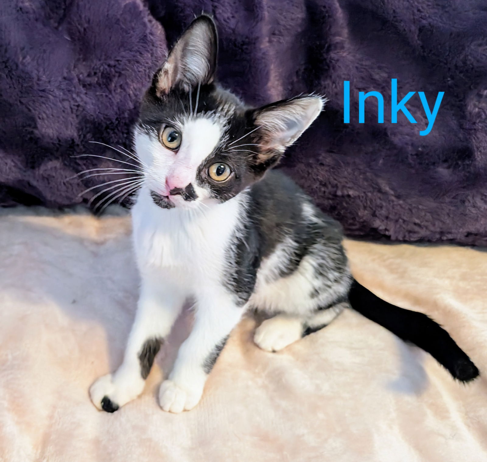 adoptable Cat in Sussex, NJ named KITTEN INKY