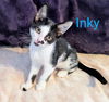 adoptable Cat in  named KITTEN INKY