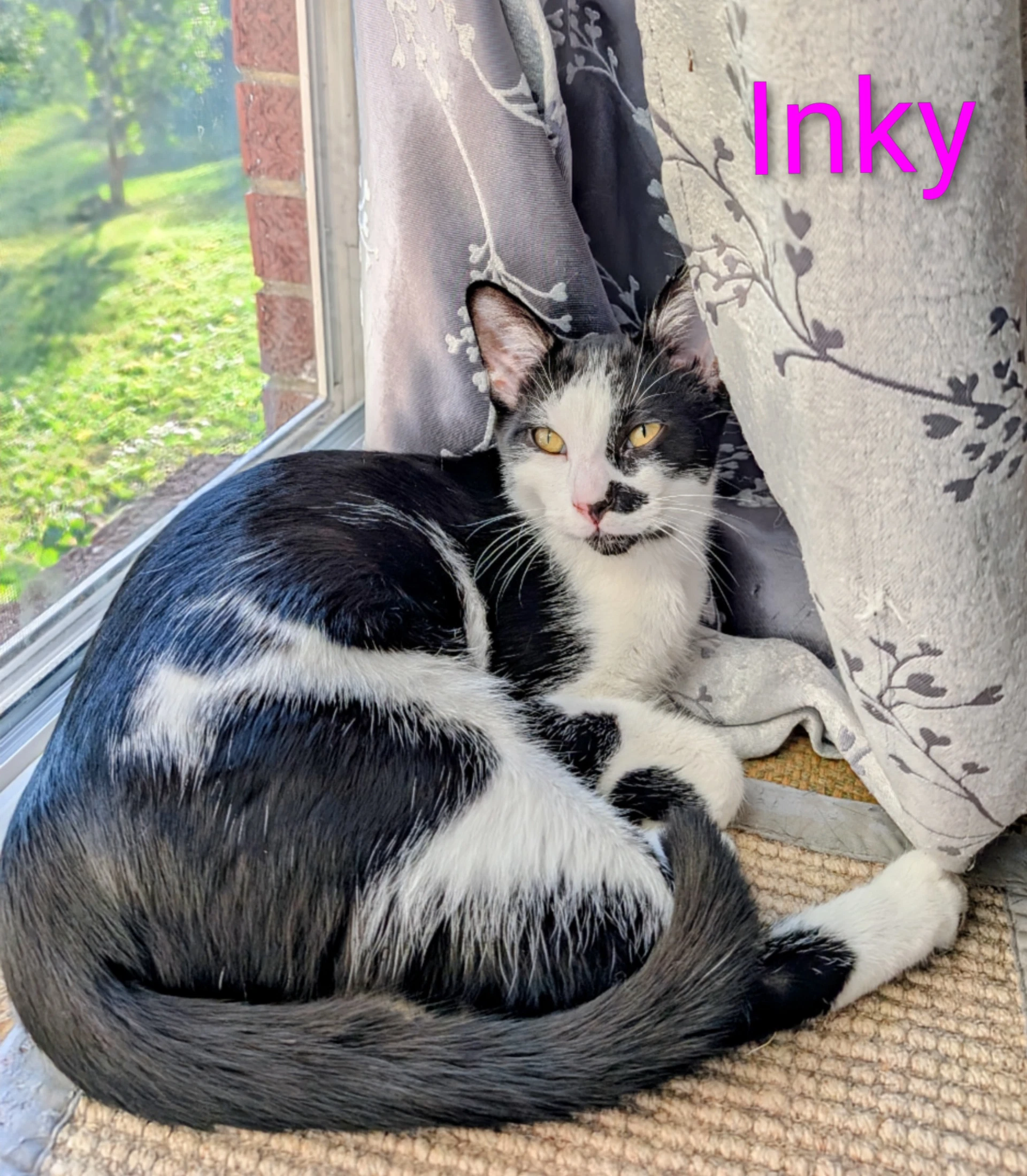 Kitten Inky