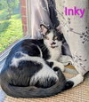 KITTEN INKY - Photo 1