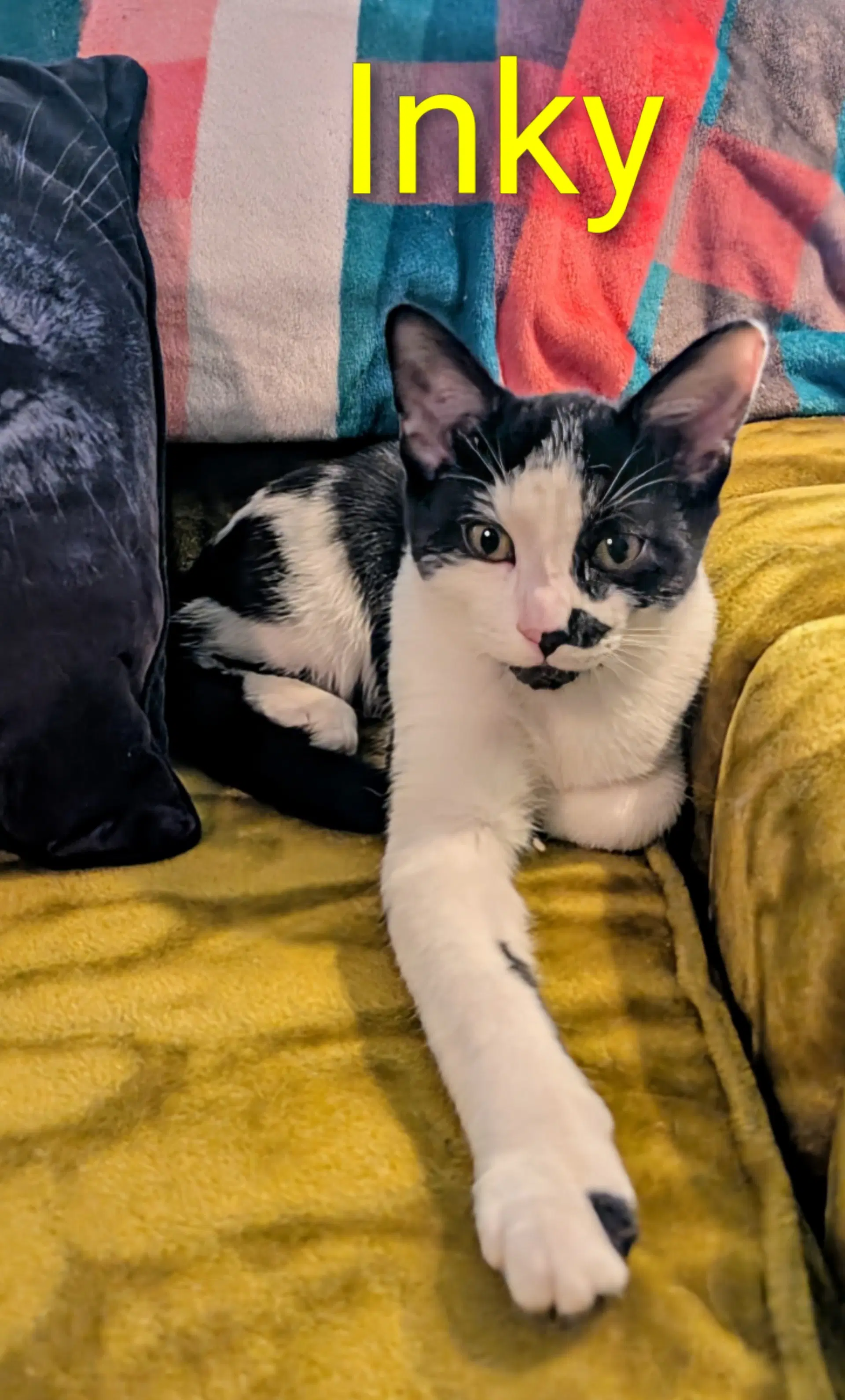 Kitten Inky image 2