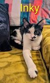 KITTEN INKY - Photo 2