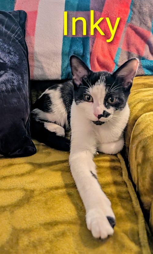 KITTEN INKY - Tuxedo available for adoption