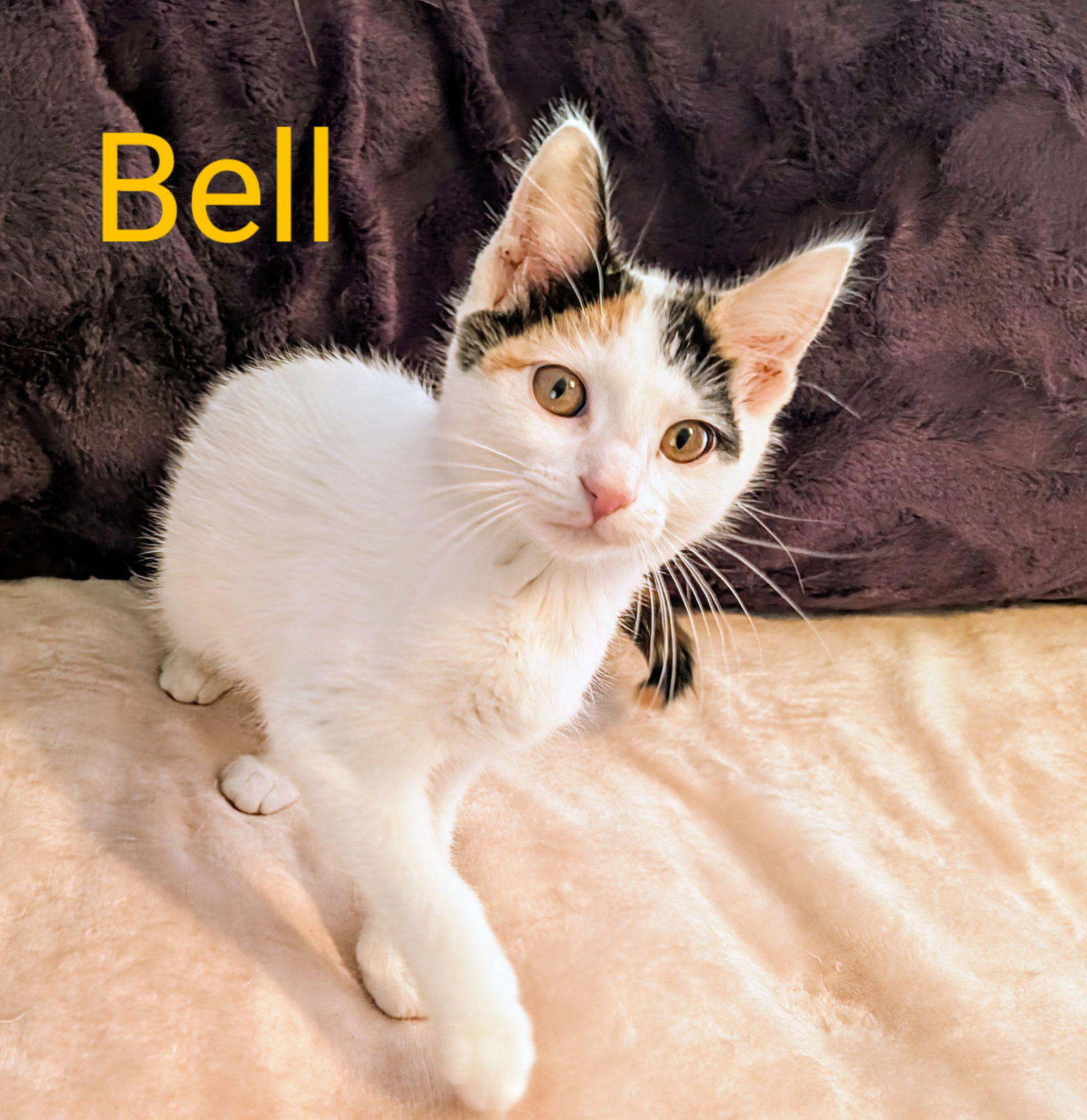 adoptable Cat in Sussex, NJ named KITTEN BELLE