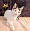 adoptable Cat in  named KITTEN BELLE