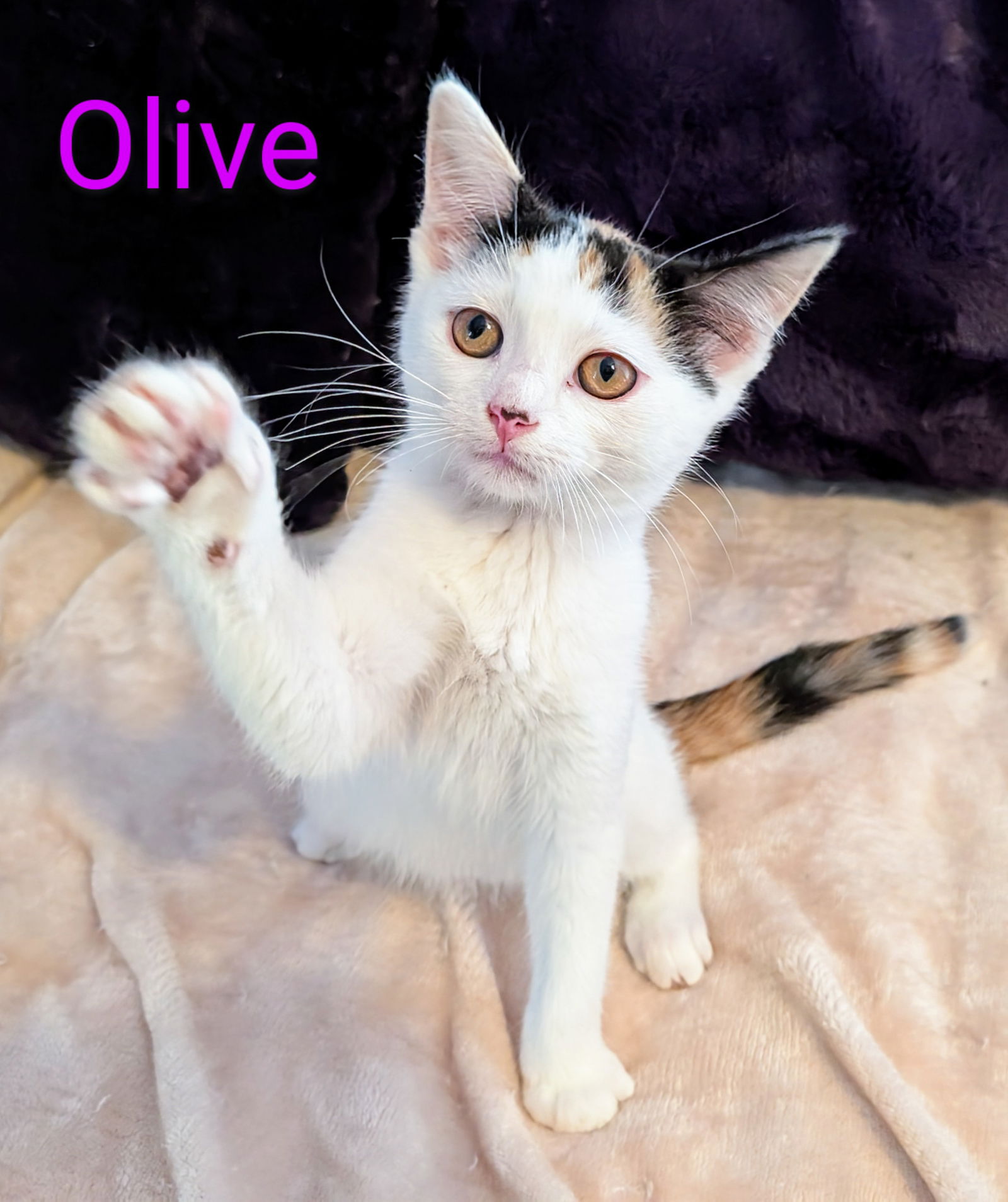 adoptable Cat in Sussex, NJ named KITTEN OLIVE