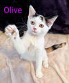 adoptable Cat in , NJ named KITTEN OLIVE