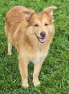 adoptable Dog in , NJ named PUPPY KIP