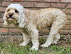 adoptable Dog in , NJ named ELLIE