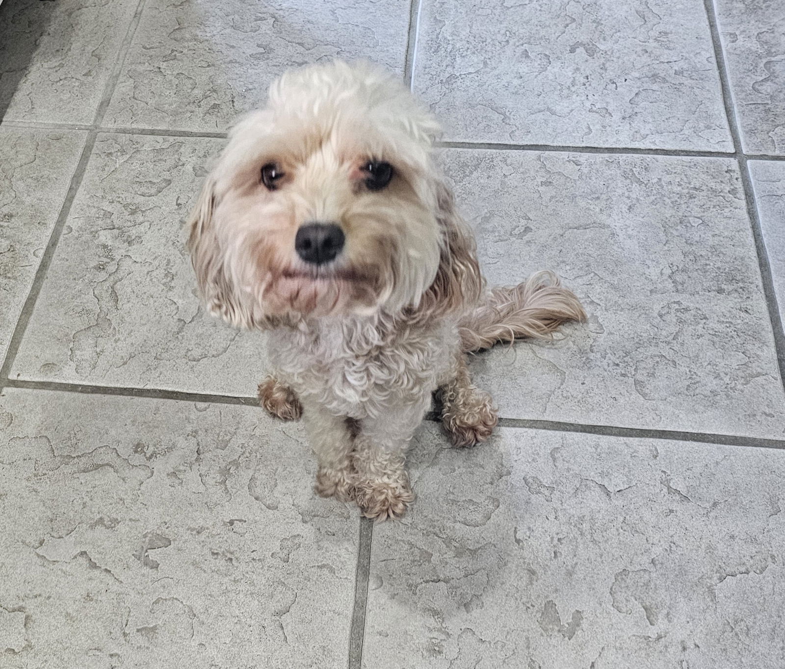 adoptable Dog in Sussex, NJ named SOPHIE