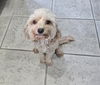 adoptable Dog in , NJ named SOPHIE