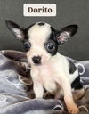 adoptable Dog in  named PUPPY DORITO
