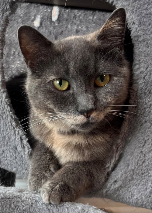 GREY'S ANGEL GIRL - Tortoiseshell available for adoption