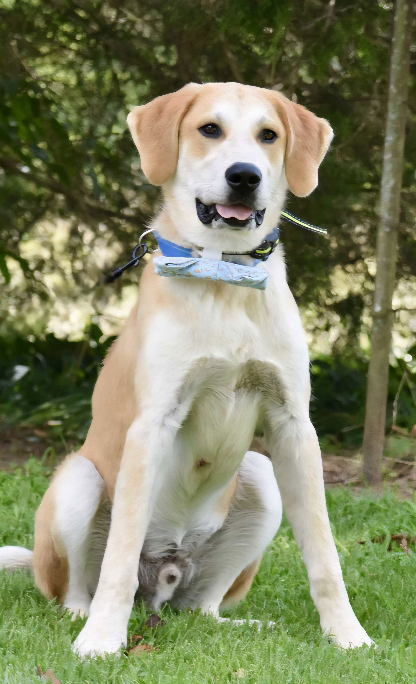 adoptable Dog in Sussex, NJ named SIMBA