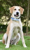 adoptable Dog in , NJ named SIMBA