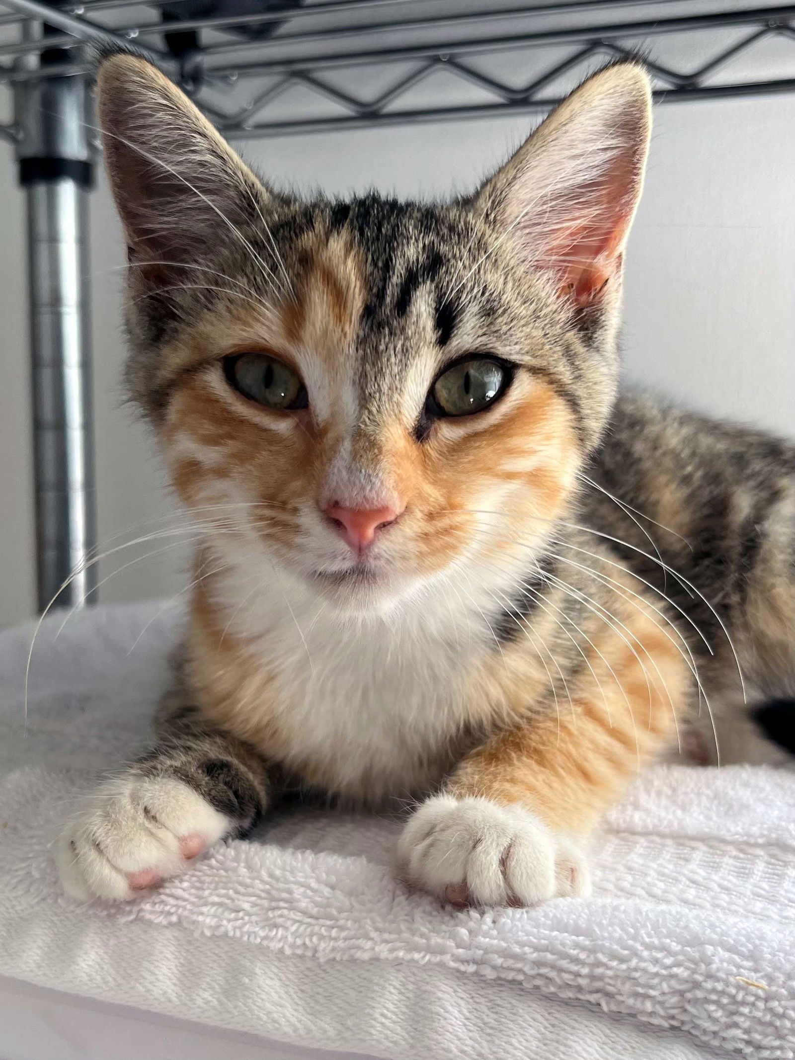 adoptable Cat in Sussex, NJ named KITTEN TABITHA