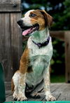 adoptable Dog in  named PUPPY SHILOH