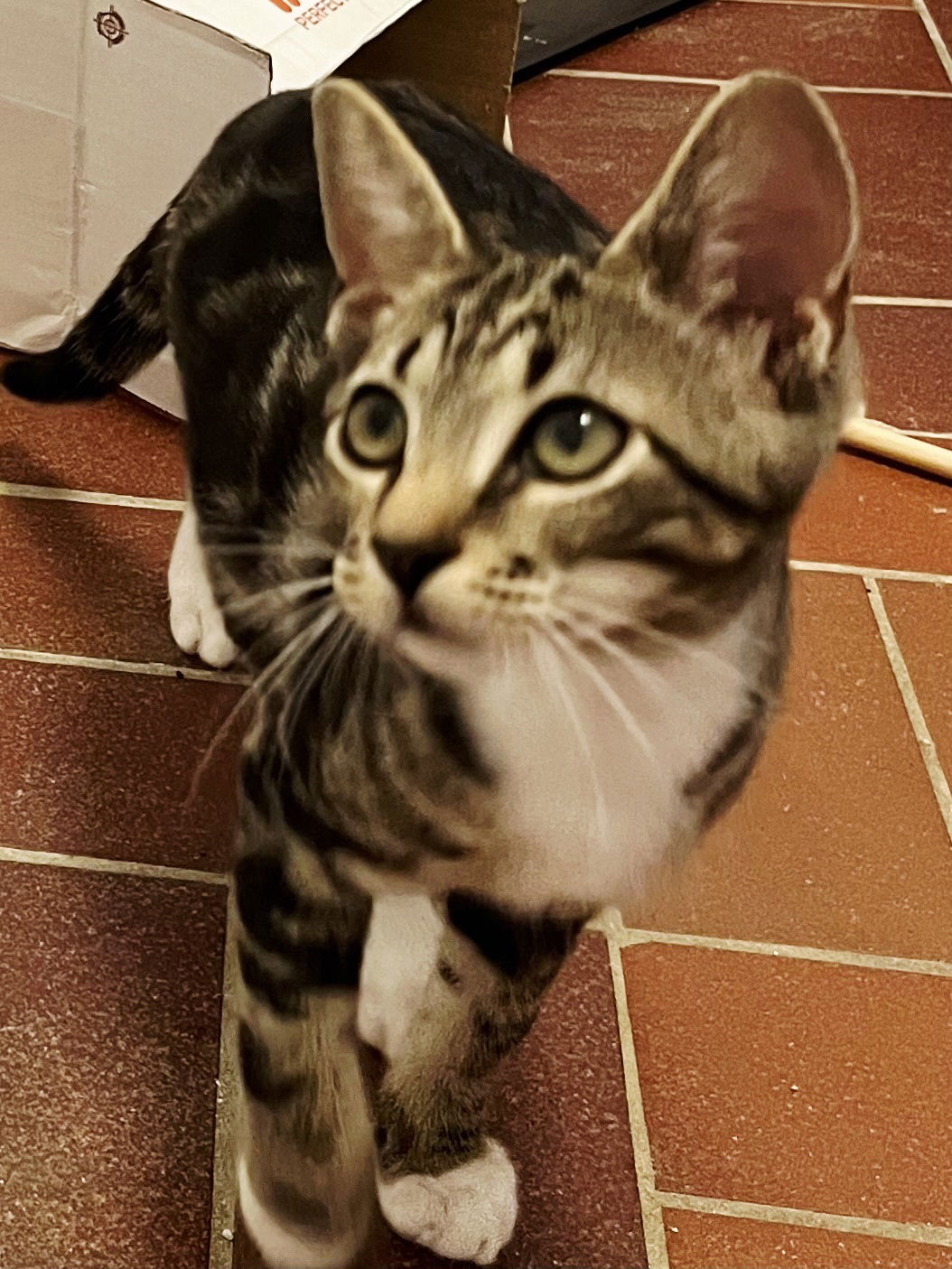 adoptable Cat in Sussex, NJ named KITTEN BONKERS