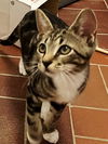 adoptable Cat in  named KITTEN BONKERS